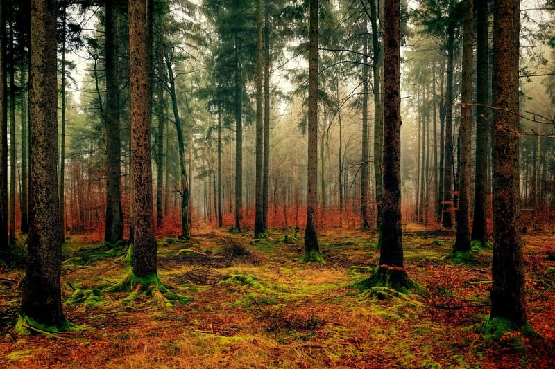 Forest Green Landscape